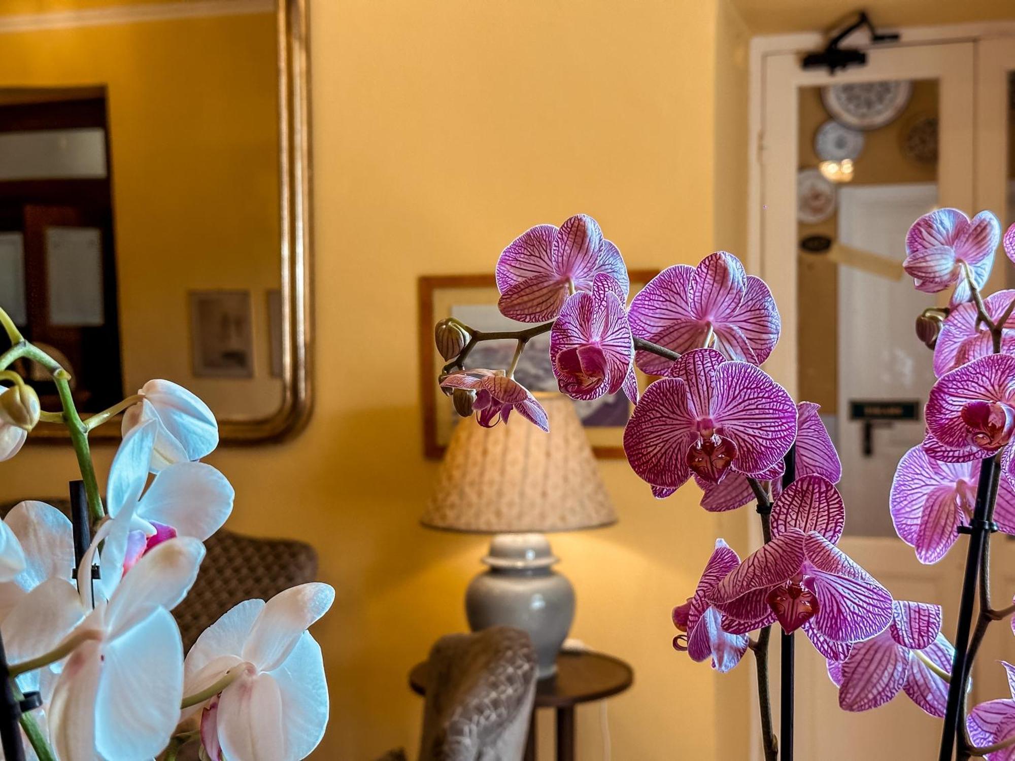 Hotel Villa Anita サンタ・マルゲリータ・リグレ エクステリア 写真